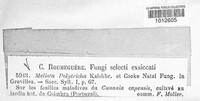 Meliola polytricha image